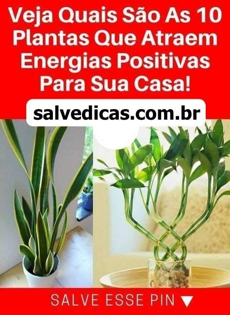 Plantas Que Trazem Boas Energias Para A Sua Casa