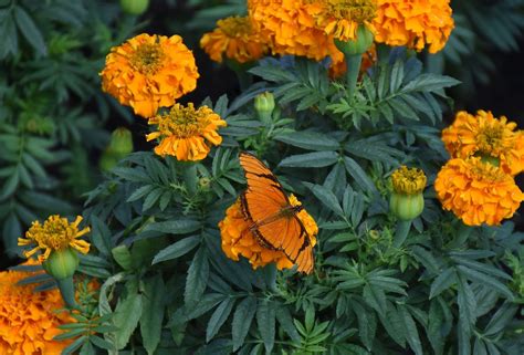 Самые неприхотливые цветы для дачи: топ-10 красивых многолетников для ...