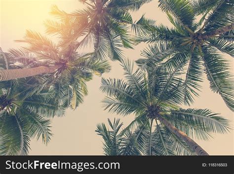 2+ Amazon rainforest trees Free Stock Photos - StockFreeImages