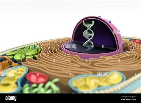 Rendering 3D Della Sezione Trasversale Delle Cellule Umane Anatomia