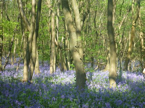 Bluebell woods, Kemsing, Kent, Angela Kent | Bluebells, Favorite places, Kent