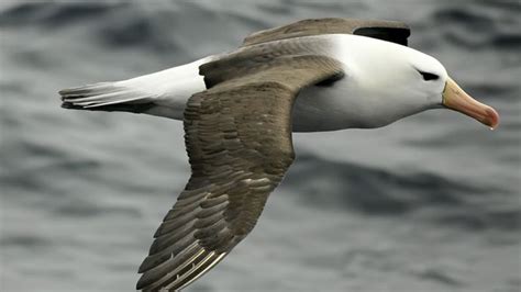 albatross | bird | Britannica