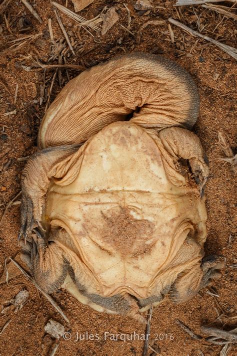 Hatchling Broad Shelled Turtle Chelodina Expansa Flickr