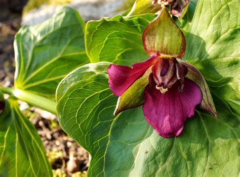 Триллиумы: Trillium smalii-Триллиум Смолла