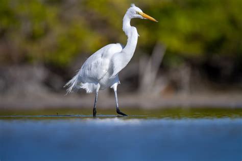 Egrets (Ardeidae) Information | Genus Egretta | Earth Life