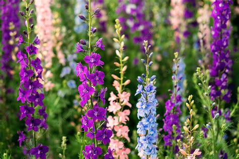 Premium Delphinium Elatum Close Up Background Multicolored Larkspur