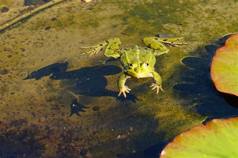 Free Images Water Nature Branch Rain Leaf Flower Wet Pond