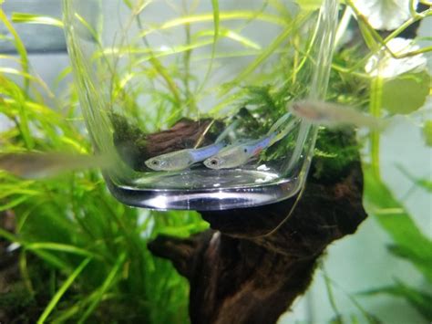 Endler N Type/ Blue Japan Guppies / Cherry Shrimp different colors/ Extra | The Planted Tank Forum