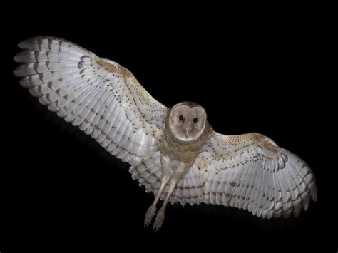 Australasian Grass-Owl - eBird