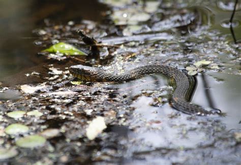 Broad-Banded Water Snake Swimming Stock Image - Image of alive ...