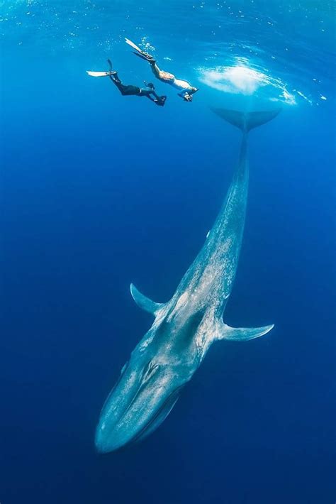 Diving with a blue whale : r/megalophobia