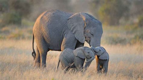 When Does Elephant Give Birth? • Support Wild