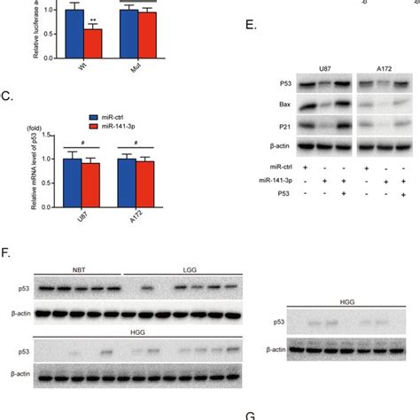 Mir 141 3p Knockdown Suppresses Tumor Proliferation And Sensitizes Tmz Download Scientific