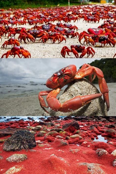 Christmas Island Crab Migration A Spectacular Natural Phenomenon