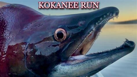 Fishing For Kokanee Salmon 2023 Kokanee Spawn Youtube