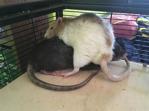 Everyone knows that the best sleeping position is in a pile : r/RATS