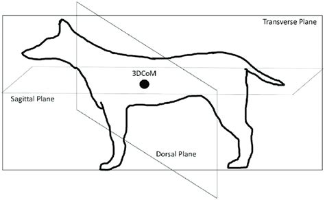 Sagittal Plane Animal