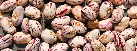 Зерновая фасоль «Анфиса» (19 фото) — отзыв выращивании