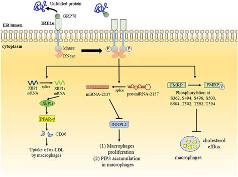 Foam cell formation in AS is facilitated by IRE1α mediated signaling