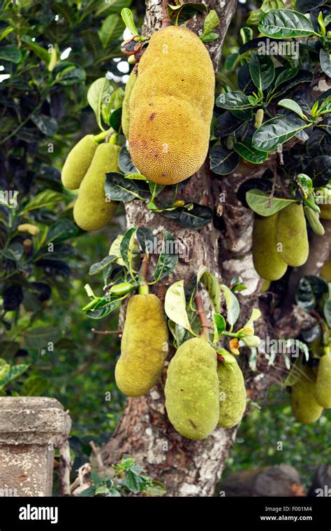 Pan Fruta Fotografías E Imágenes De Alta Resolución Alamy