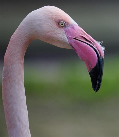 Premium Photo | Pink flamingo stands in nature wild bird