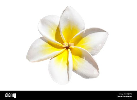 Frangipani Flower Isolated On White Background Stock Photo Alamy