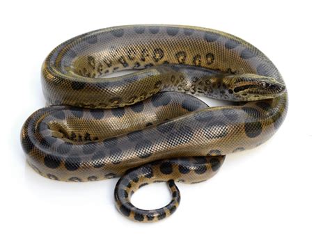 Green Anaconda Facts - CRITTERFACTS