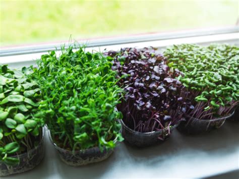 Easy Guide To Growing Your Own Microgreens Indoors Lettuce Grow Something