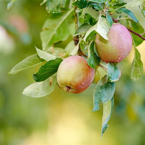 Primer Plano De Manzanas Rojas Que Maduran En Una Rama Del Tallo De Un