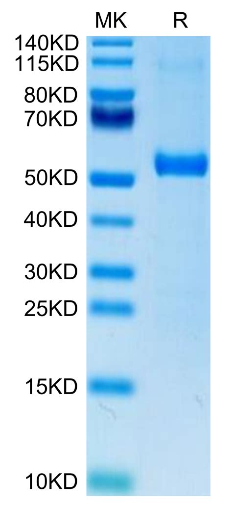 Biotinylated Human Dll Protein Primary Amine Labeling Dll Hm B