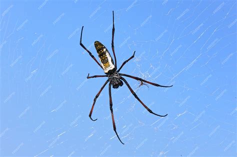 Premium Photo Red Legged Golden Orb Weaver Spider Female Nephila Inaurata Madagascariensis