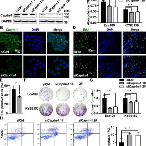 Down Regulation Of Caprin Inhibited Cell Proliferation And Induced