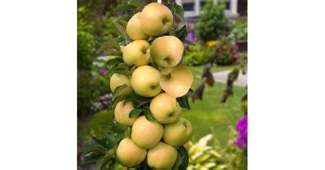 Яблоня колонновидная Каскад купить с доставкой в интернет магазине ...