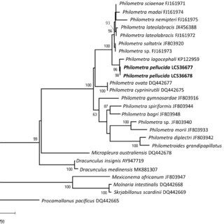 Maximum Likelihood Phylogenetic Trees Inferred From Partial Nucleotide