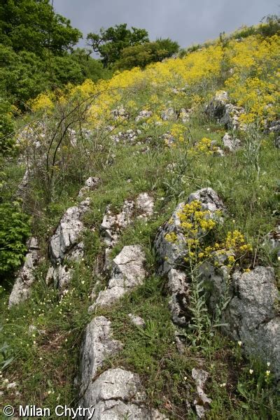 Festucetalia Valesiacae FloraVeg EU