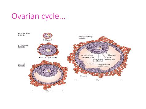 ovulation pptx