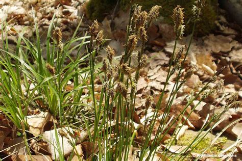 Gr Ser F R Schatten Und Halbschatten Gartenlexikon De