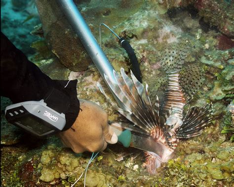 Lionfish Hunting Marsiel Was A Avid Hunter On Some Dives Flickr