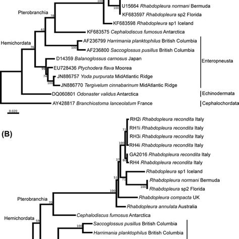 Molecular Phylogenetic Trees Constructed Using Alignments Of A 18s