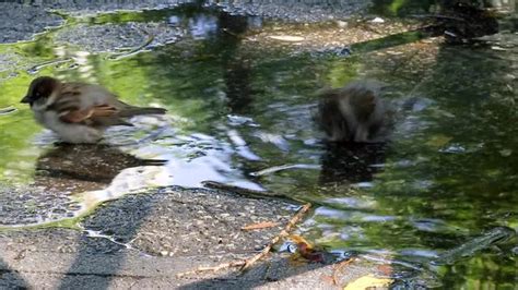 "Birds Drinking Water" Images – Browse 107 Stock Photos, Vectors, and ...