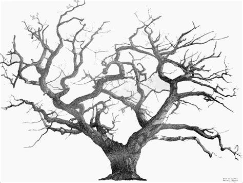 Oak Tree Line Drawing at PaintingValley.com | Explore collection of Oak ...