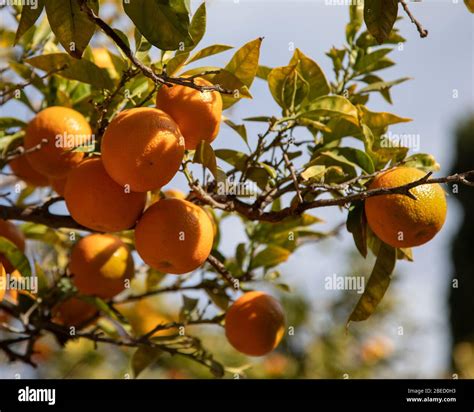 Valencia oranges hi-res stock photography and images - Alamy