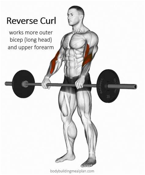 Outer Bicep Workout How To Build Peak Best Exercises