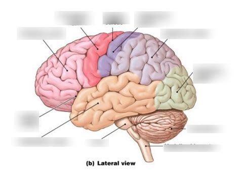 Landp Lateral View Of Lobes Sulcus And Gyrus Diagram Quizlet