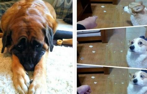 29 Adorable Guilty Dogs Who Always Get Away With Everything