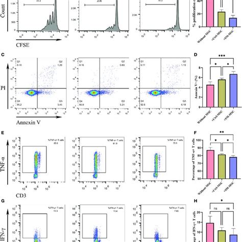 Analysis Of Msc Phenotype And Differentiation Potential A Morphology