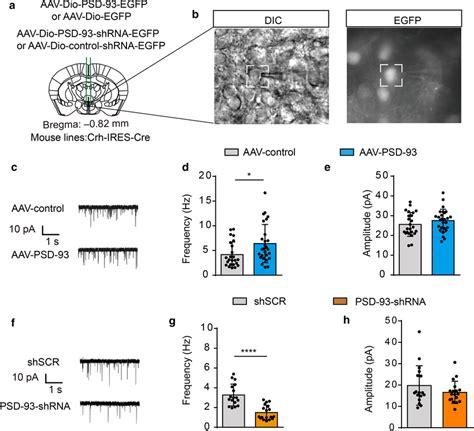 Overexpression Of PSD 93 Increased CRH Neuron Synaptic Activity And