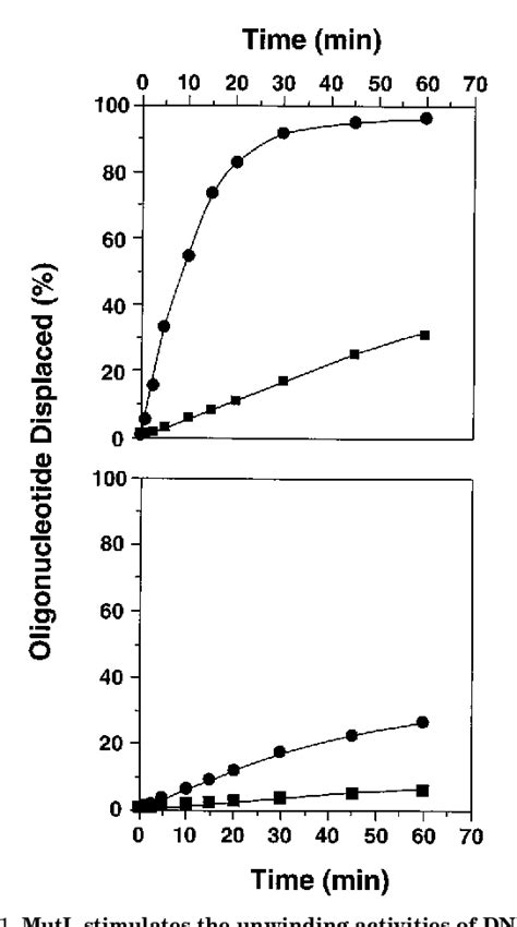 Figure 1 From MutS And MutL Activate DNA Helicase II In A Mismatch