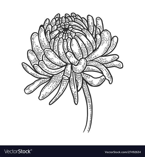 Chrysanthemum flower sketch engraving Royalty Free Vector