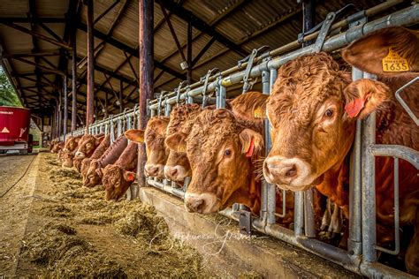 Reportage Photo Sur Les Vaches Limousines Photographies De L